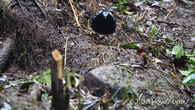 Spotted Forktail - ML201495211