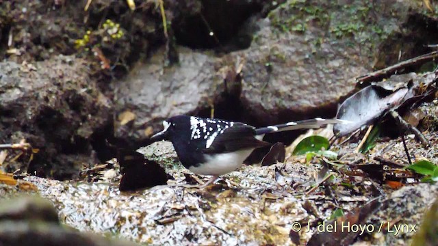 Spotted Forktail - ML201495221