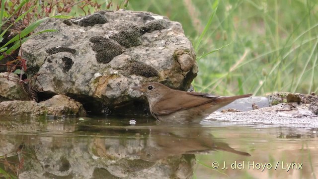 Common Nightingale (megarhynchos/africana) - ML201495301