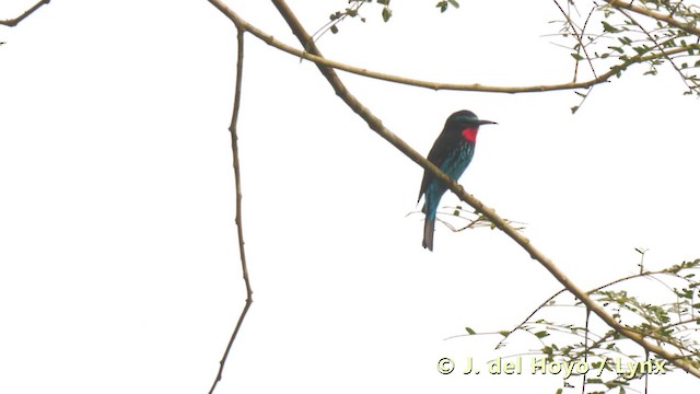 Black Bee-eater - ML201495431