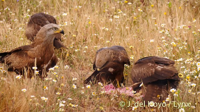  - Black Kite (Black)