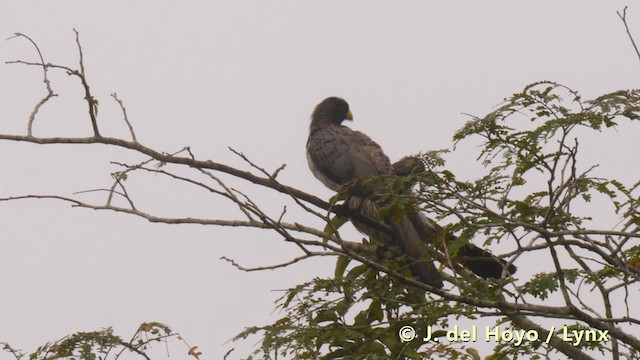Turaco Gris Occidental - ML201495991