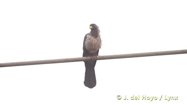 Turaco Gris Occidental - ML201496001