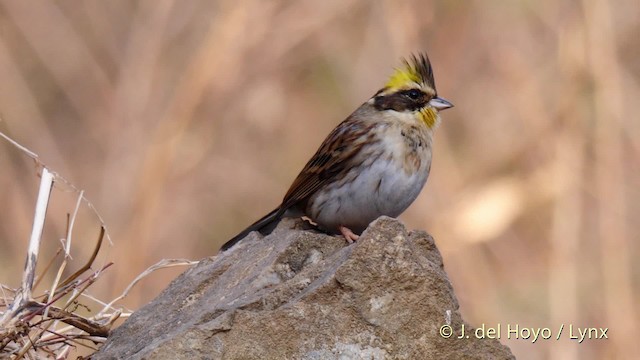  - Yellow-throated Bunting