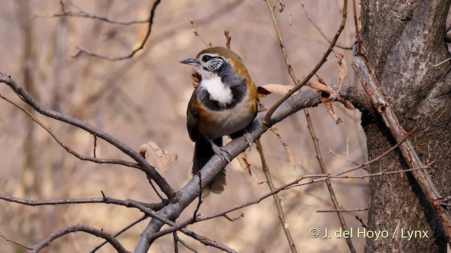 Greater Necklaced Laughingthrush - ML201496141