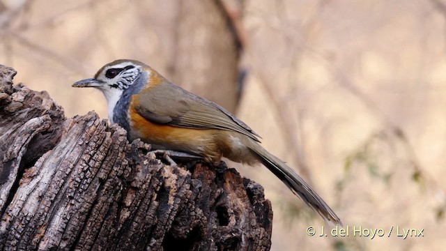 Greater Necklaced Laughingthrush - ML201496151
