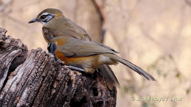 Greater Necklaced Laughingthrush - ML201496161