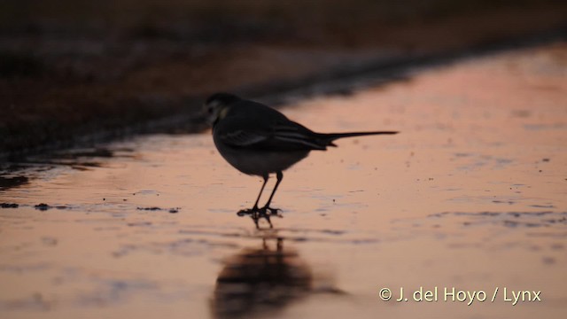 White Wagtail (White-faced) - ML201497151