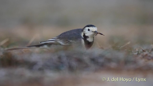 White Wagtail (White-faced) - ML201497161