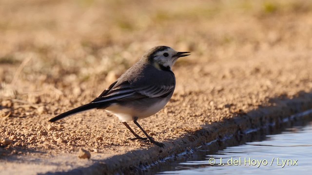 White Wagtail (White-faced) - ML201497171