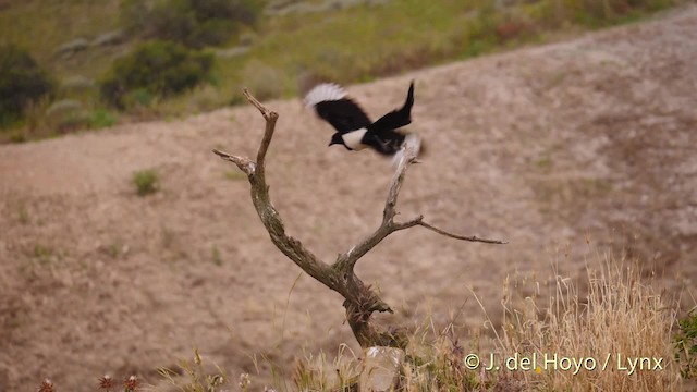 Eurasian Magpie (Iberian) - ML201497331