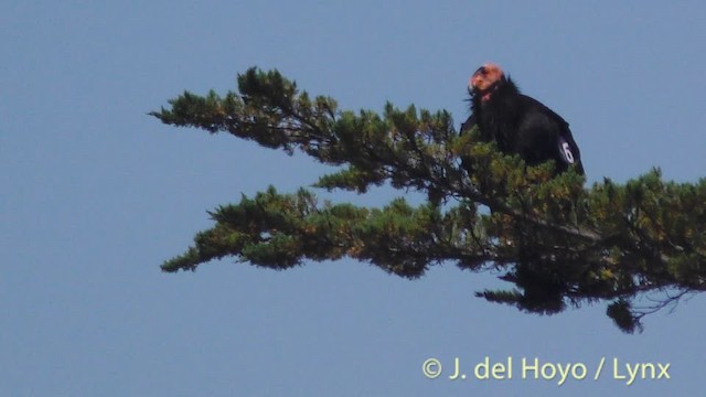 Condor de Californie - ML201497351