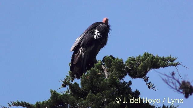 Condor de Californie - ML201497451