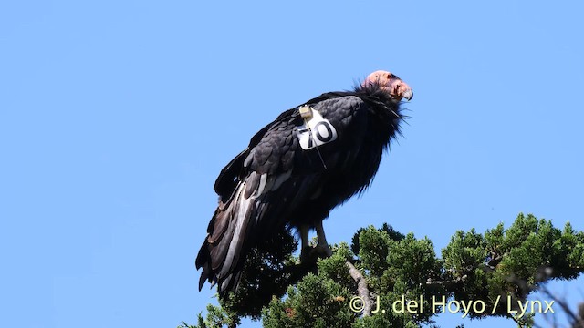 Condor de Californie - ML201497471