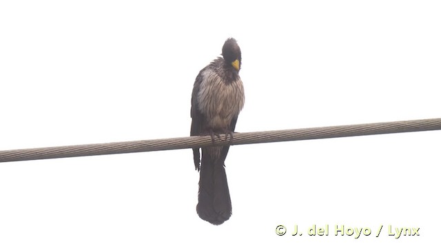 Turaco Gris Occidental - ML201497811