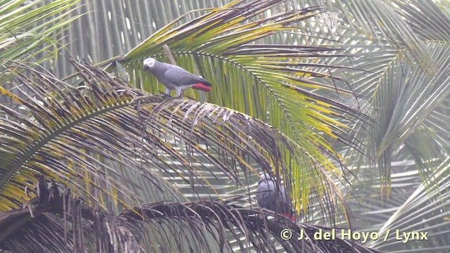 Папуга сірий (підвид erithacus) - ML201497861