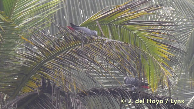 Папуга сірий (підвид erithacus) - ML201497871
