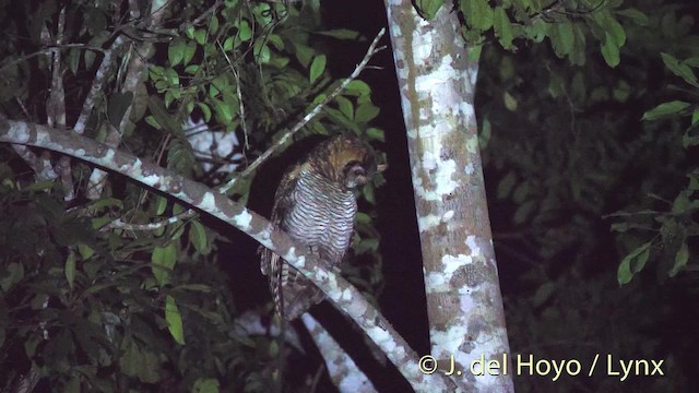 Fraser's Eagle-Owl (Western) - ML201498341