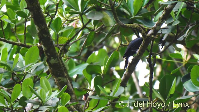 Guadeloupe Woodpecker - ML201498731