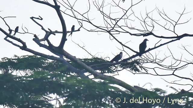 Green Imperial-Pigeon (Rufous-naped) - ML201498841