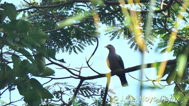 Green Imperial-Pigeon (Rufous-naped) - ML201498851