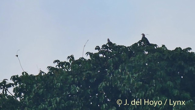 Green Imperial-Pigeon (Rufous-naped) - ML201498861