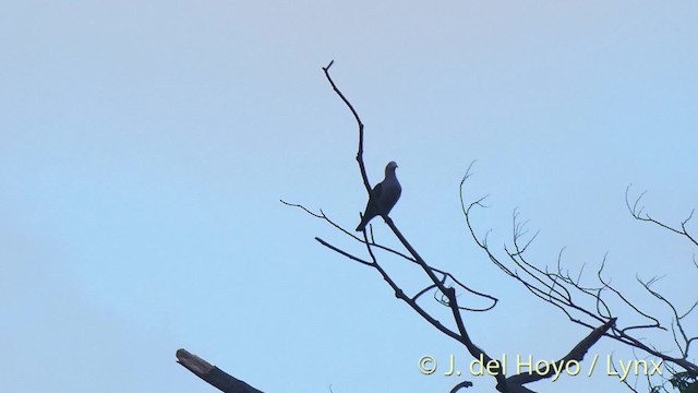 Green Imperial-Pigeon (Rufous-naped) - ML201498871