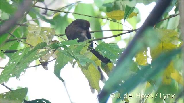 Sultan's Cuckoo-Dove (Sulawesi) - ML201498901