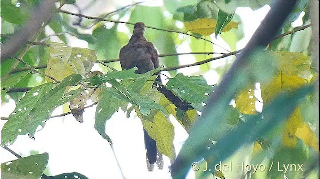 Sultan's Cuckoo-Dove (Sulawesi) - ML201498911