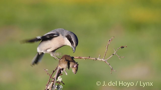  - Iberian Gray Shrike