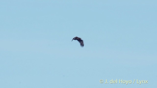 White-tailed Eagle - ML201499341