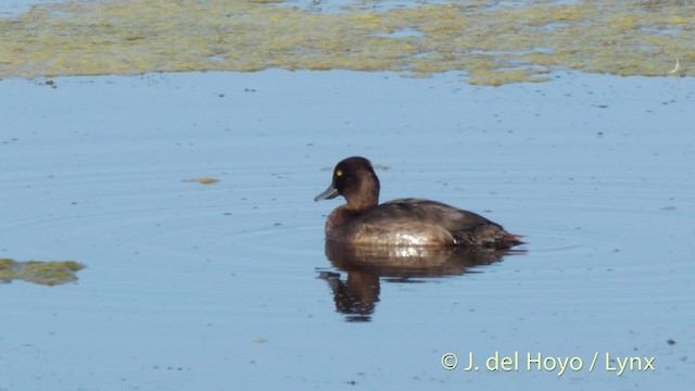Tufted Duck - ML201499441