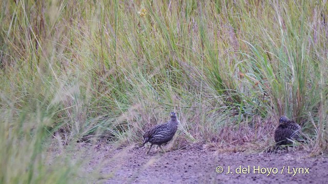 Double-spurred Spurfowl - ML201499631