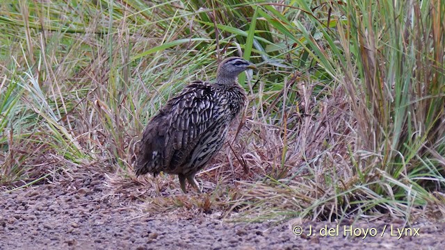 Double-spurred Francolin - ML201499641