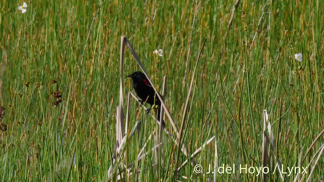 Red-winged Blackbird (Red-winged) - ML201499971