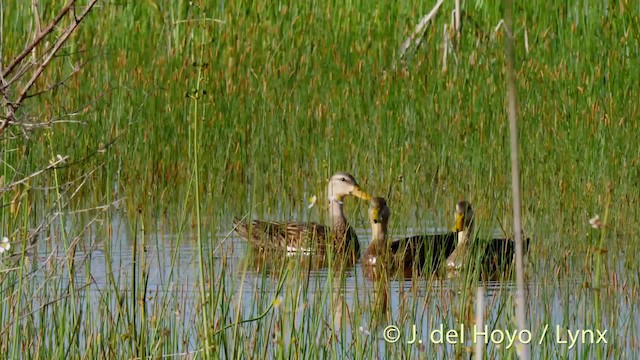 Mottled Duck (Florida) - ML201499981