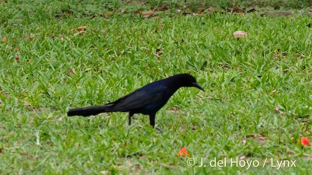 Boat-tailed Grackle - ML201500121