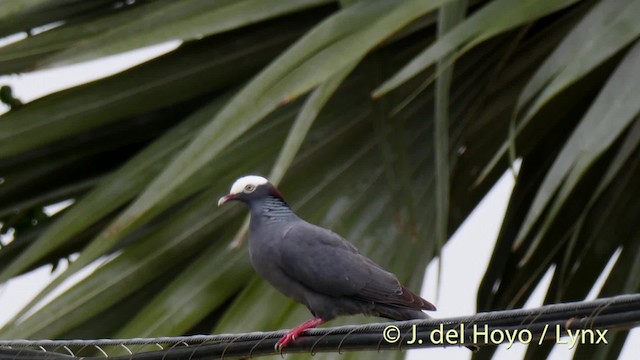 Pigeon à couronne blanche - ML201500131