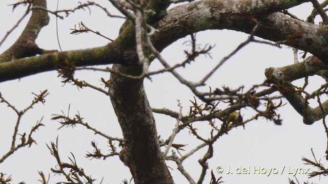 Prachtnektarvogel - ML201500151