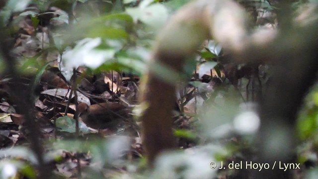  - Rufous-winged Illadopsis