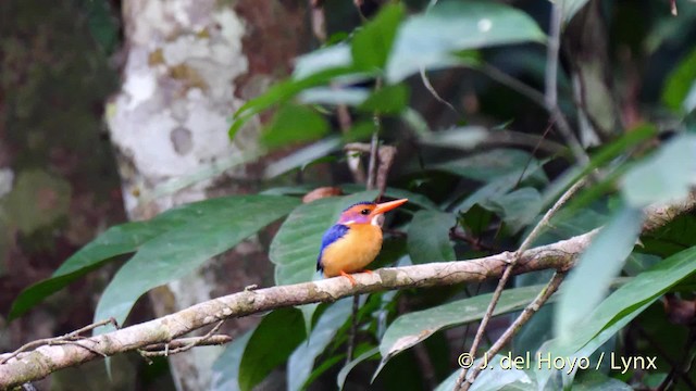 African Pygmy Kingfisher - ML201500351