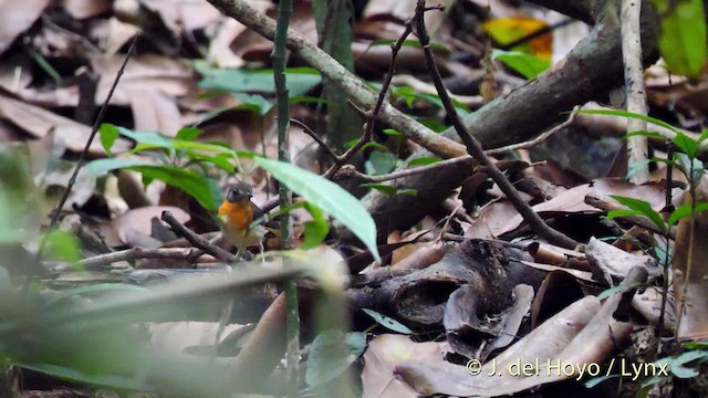 Orange-breasted Forest Robin - ML201500571
