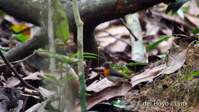 Orange-breasted Forest Robin - ML201500581