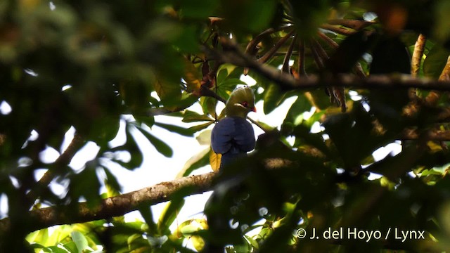  - Yellow-billed Turaco (Yellow-billed)