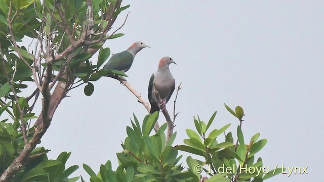 Green Imperial-Pigeon (Rufous-naped) - ML201500991