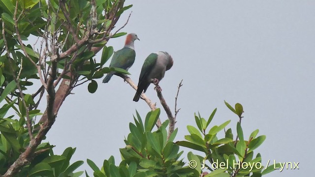 Green Imperial-Pigeon (Rufous-naped) - ML201501001