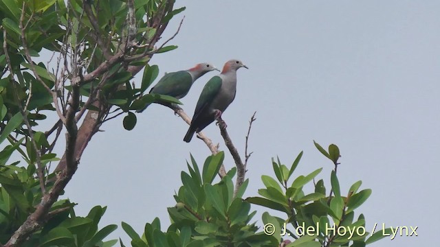 Green Imperial-Pigeon (Rufous-naped) - ML201501011