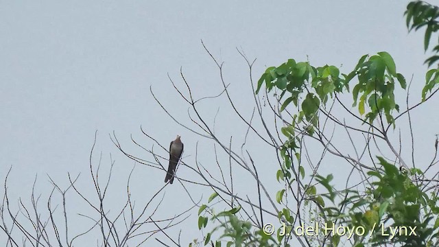 Sultan's Cuckoo-Dove (Sulawesi) - ML201501031