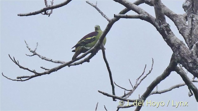 Gray-cheeked Green-Pigeon - ML201501061