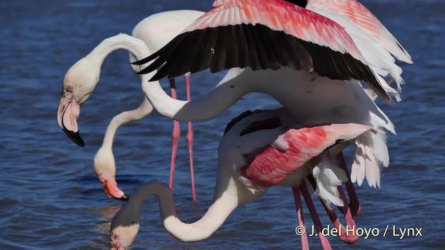 Greater Flamingo - ML201501321